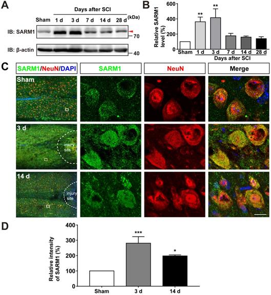 Theranostics Image