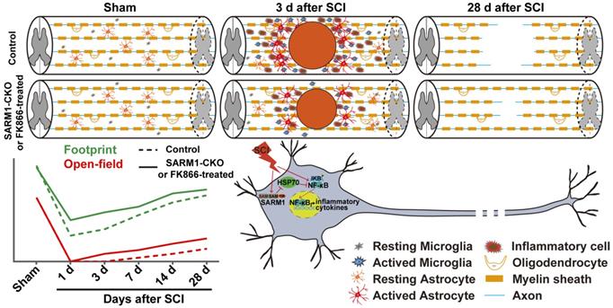 Theranostics Image