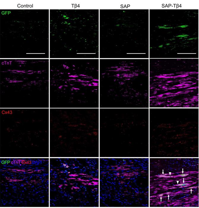 Theranostics Image