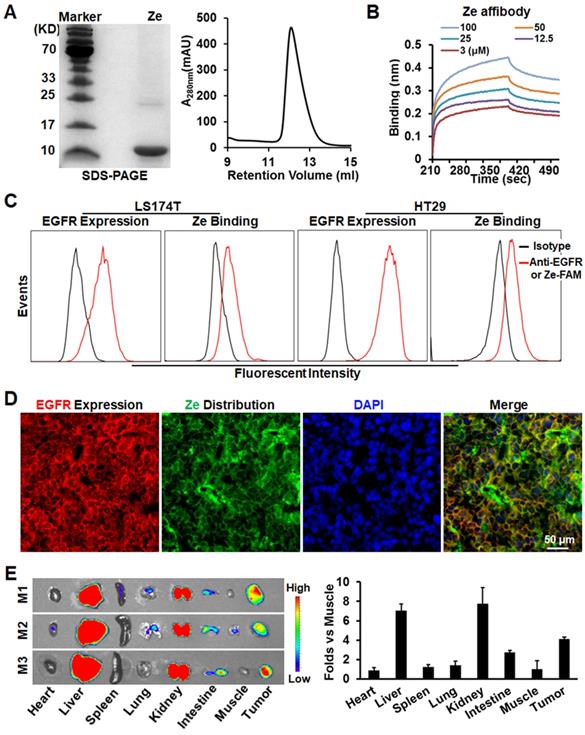 Theranostics Image