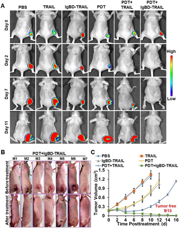 Theranostics Image