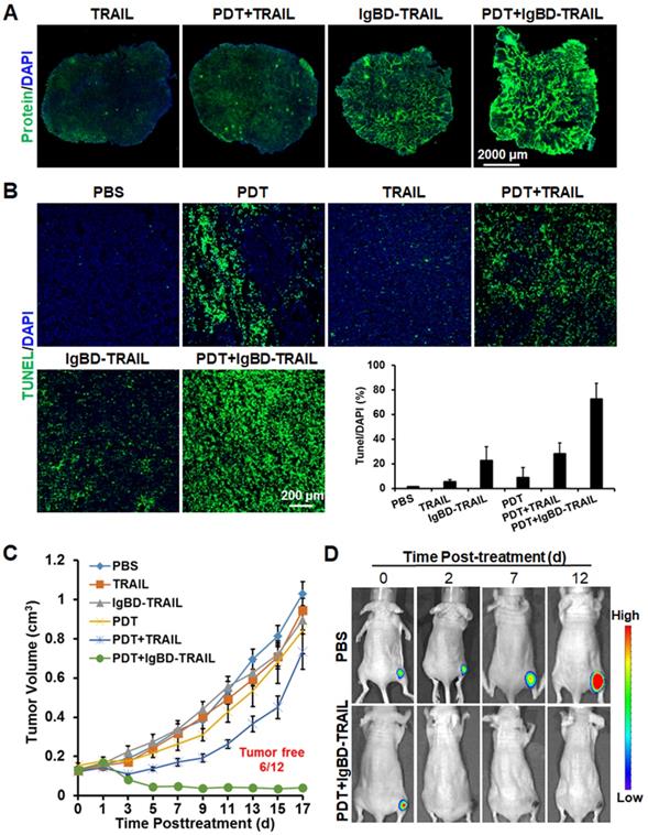 Theranostics Image