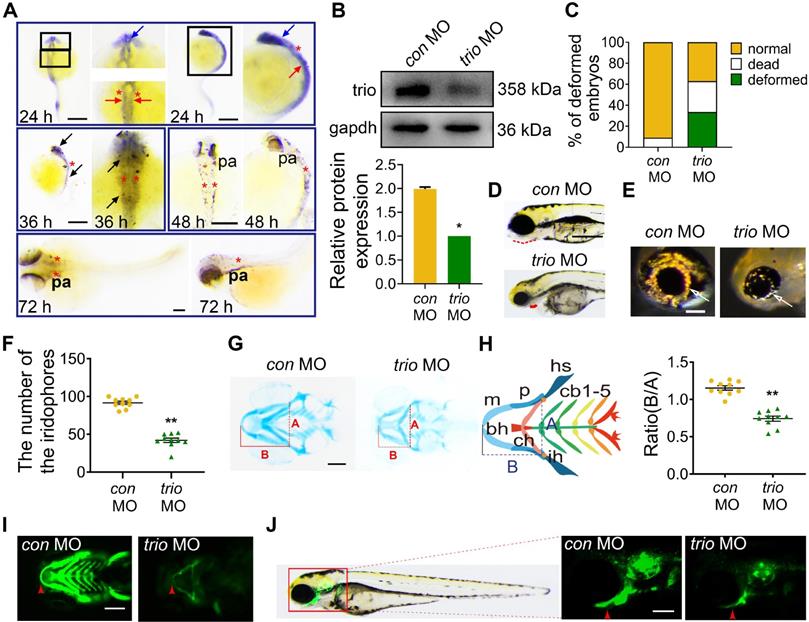 Theranostics Image