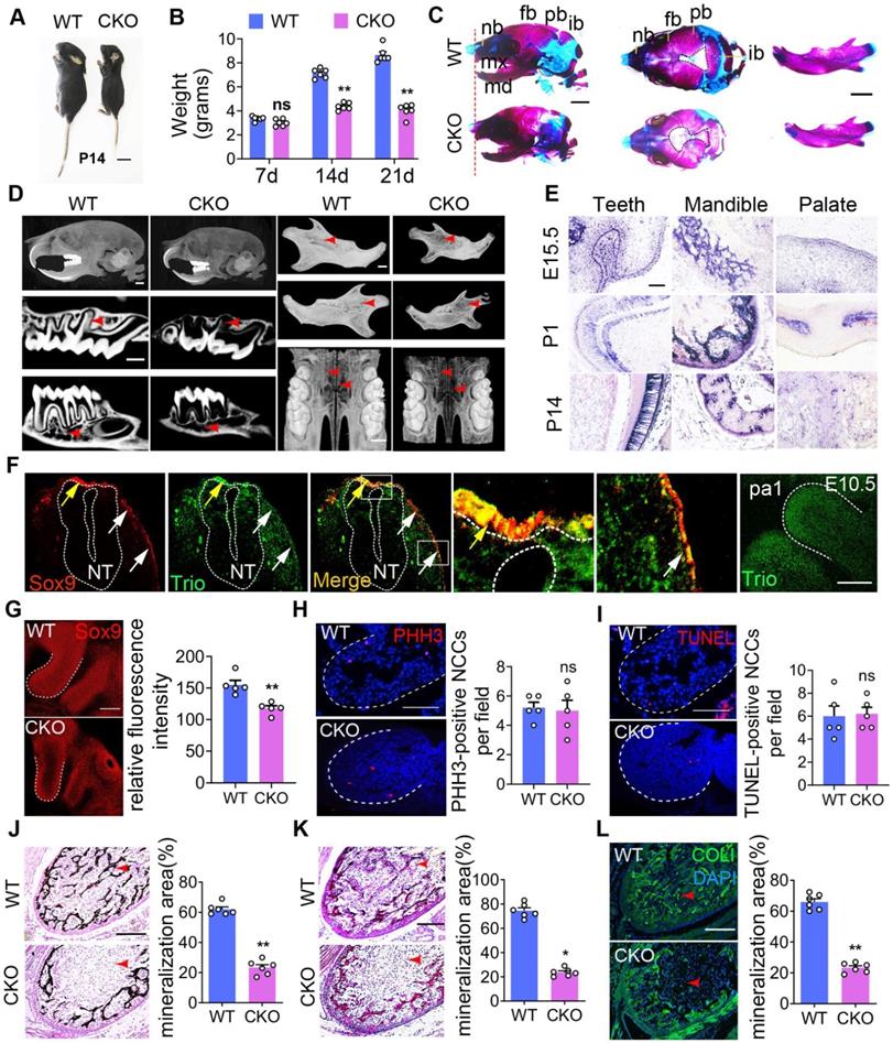 Theranostics Image