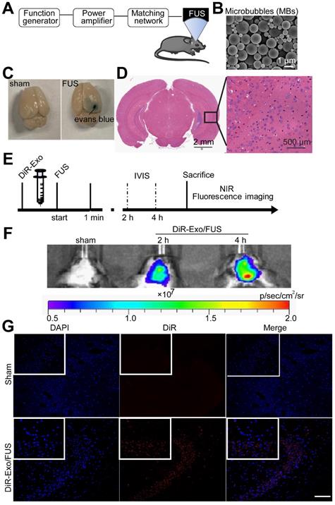 Theranostics Image