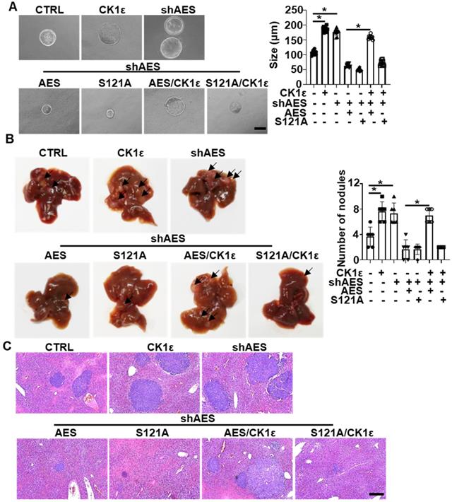 Theranostics Image