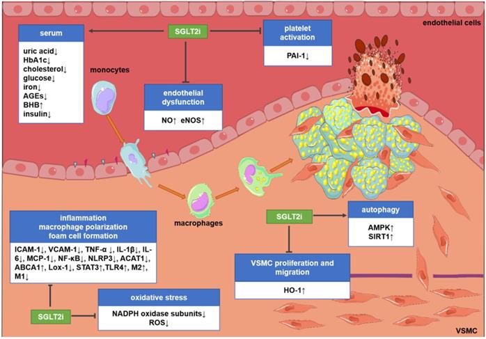 Theranostics Image