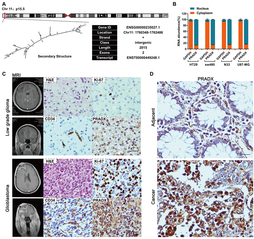 Theranostics Image