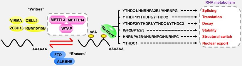 Theranostics Image