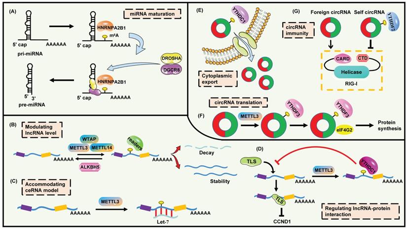 Theranostics Image