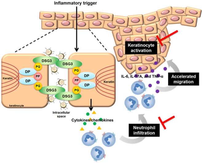 Theranostics Image