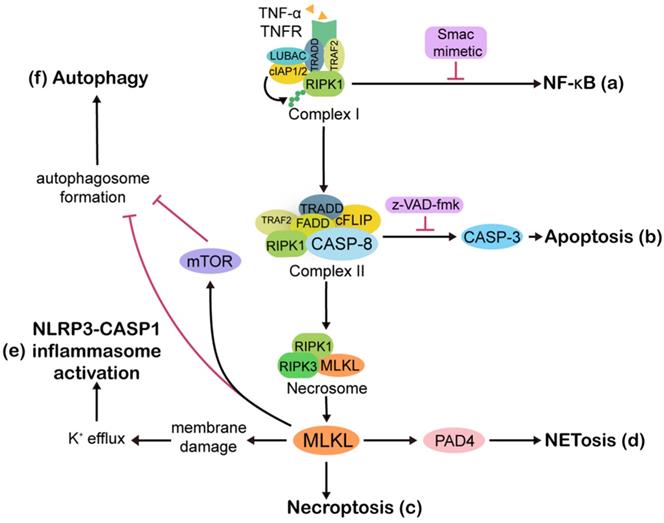 Theranostics Image