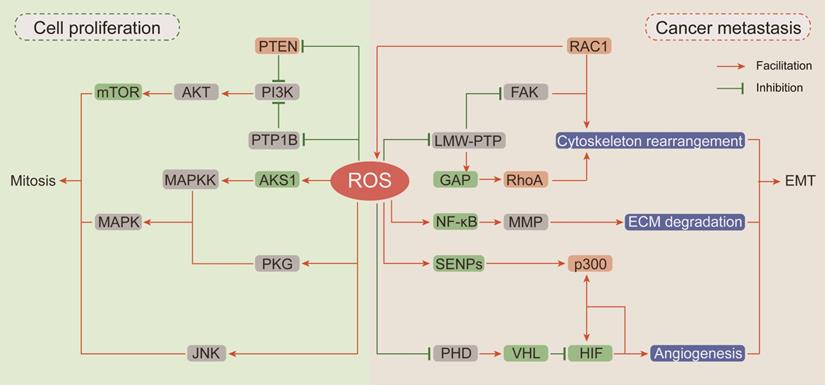 Theranostics Image