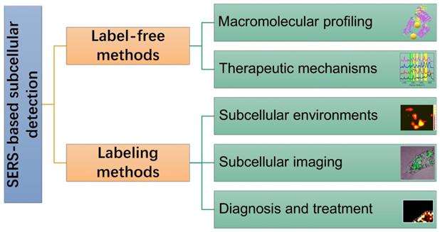 Theranostics Image