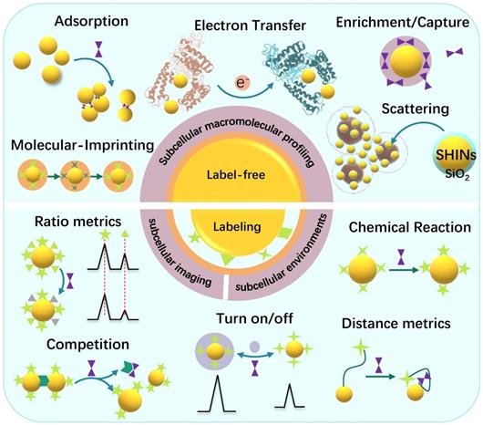 Theranostics Image