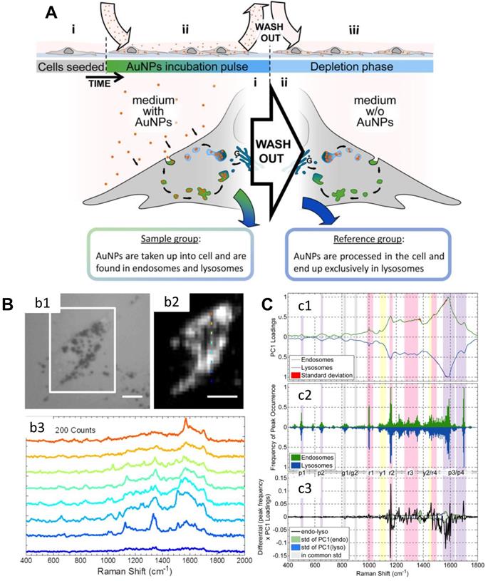 Theranostics Image