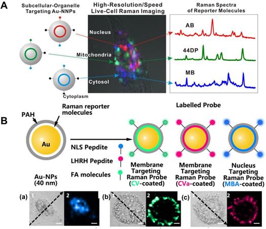 Theranostics Image