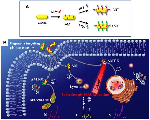 Theranostics Image