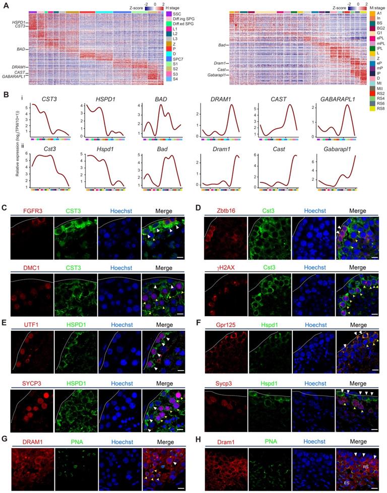 Theranostics Image