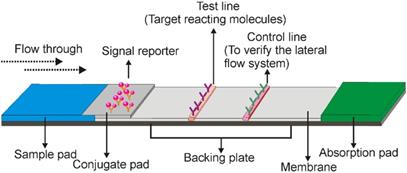 Theranostics Image