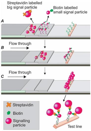 Theranostics Image