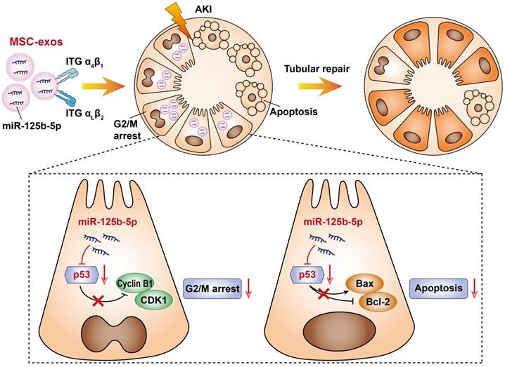 Theranostics Image