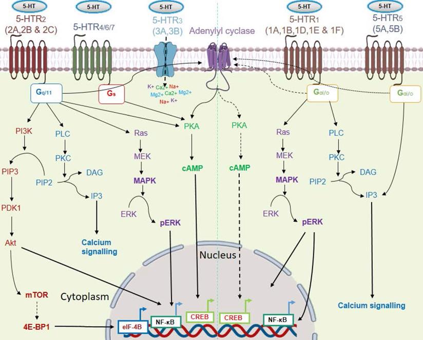 Theranostics Image