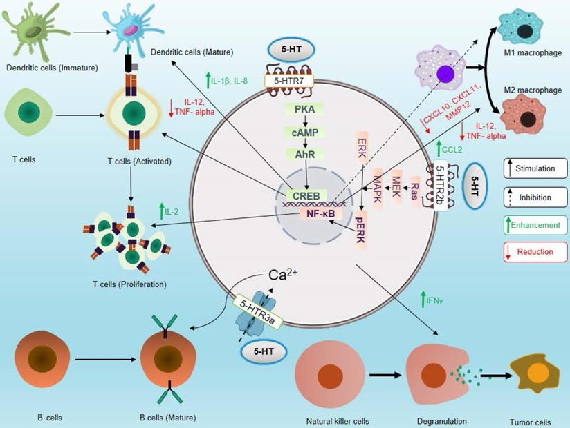 Theranostics Image