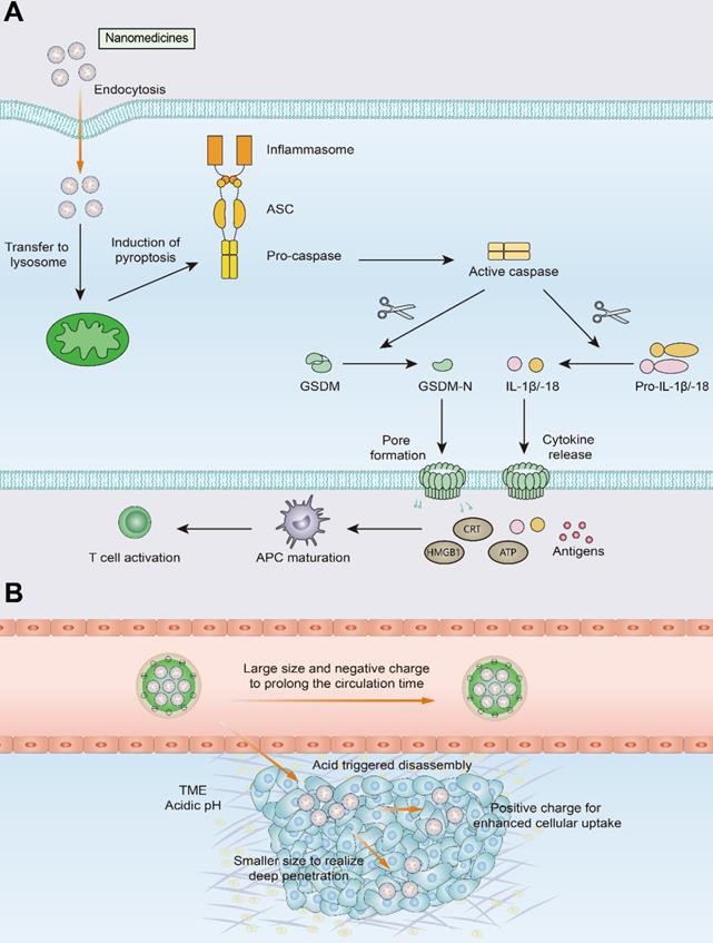 Theranostics Image