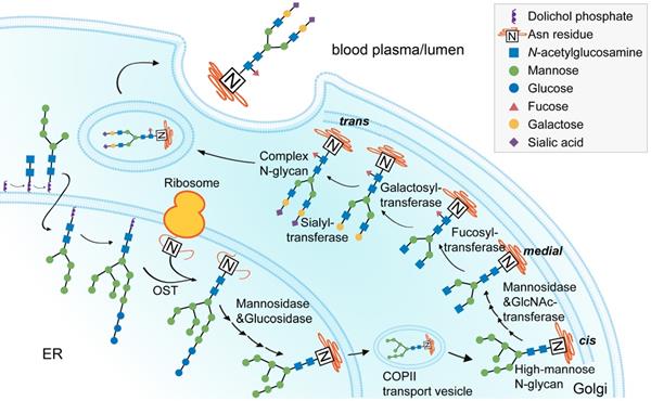 Theranostics Image