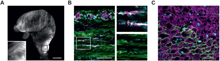 Theranostics Image