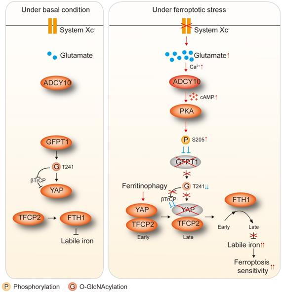 Theranostics Image