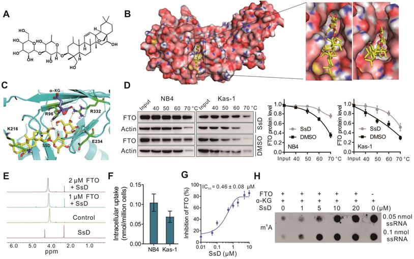 Theranostics Image