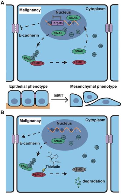 Theranostics Image