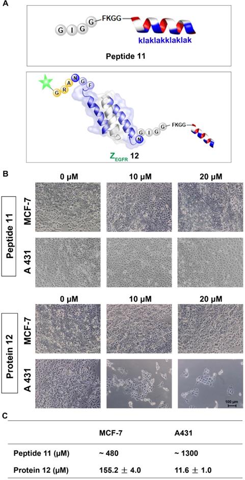 Theranostics Image