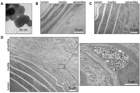 Theranostics Image