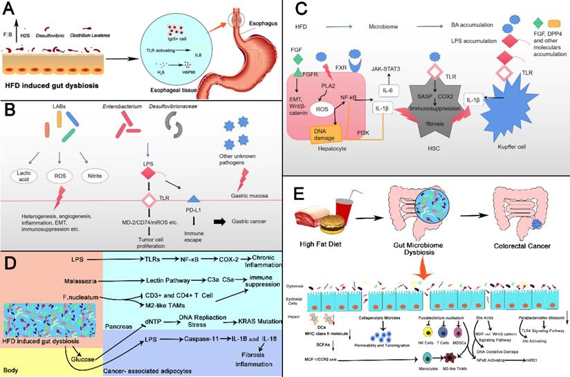 Theranostics Image