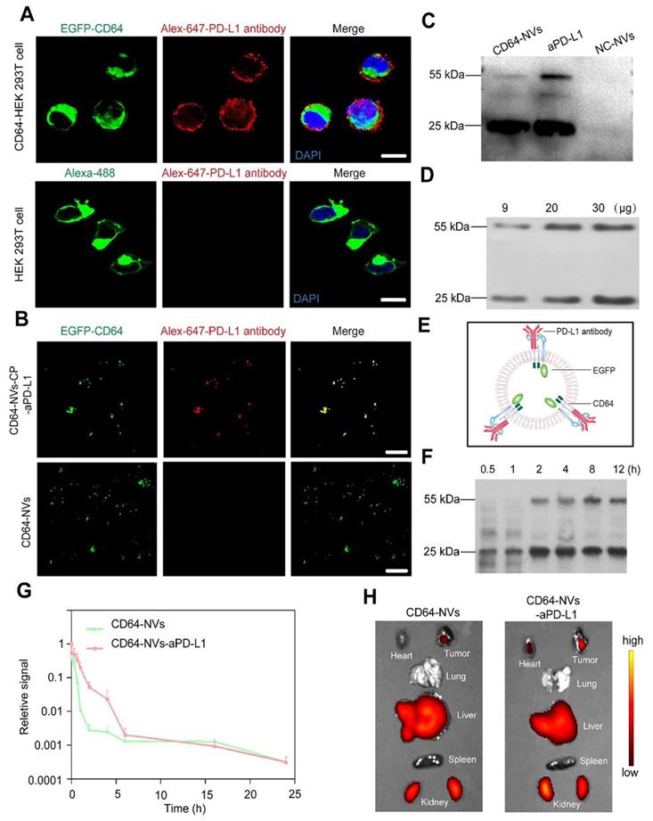 Theranostics Image