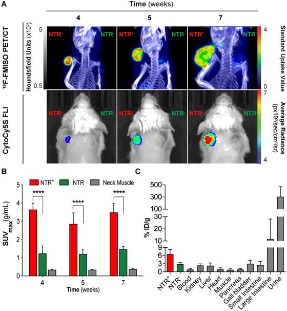 Theranostics Image