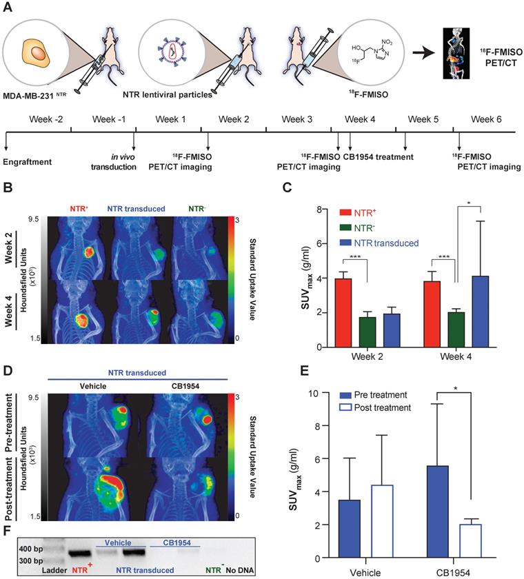 Theranostics Image