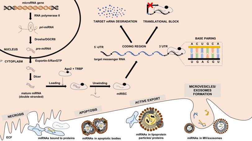 Theranostics Image