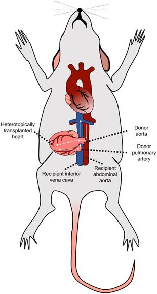 Theranostics Image