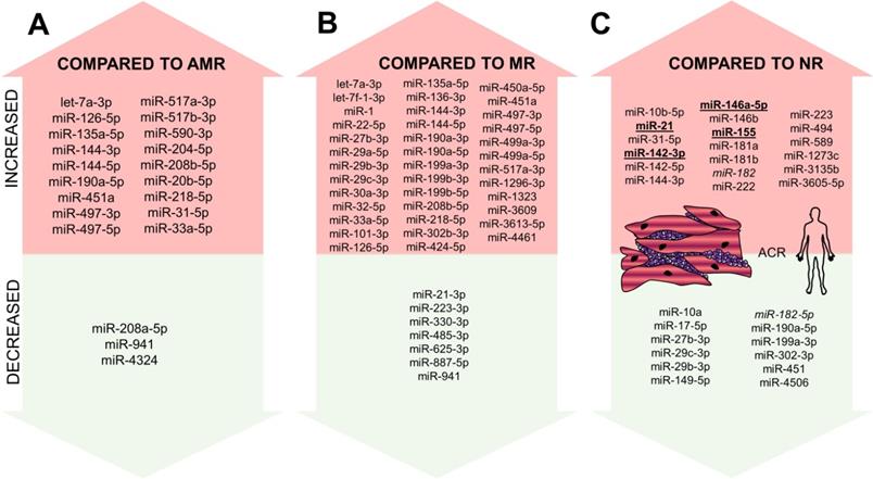 MicroRNAs as theranostic markers in cardiac allograft transplantation: from  murine models to clinical practice