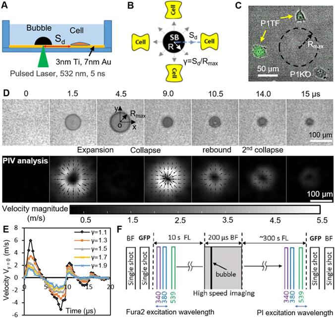 Theranostics Image