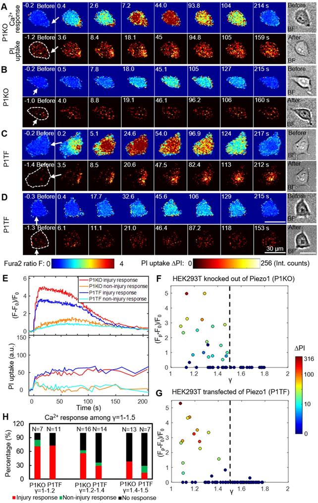 Theranostics Image