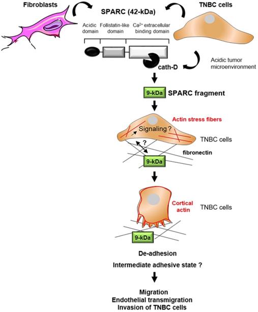 Theranostics Image