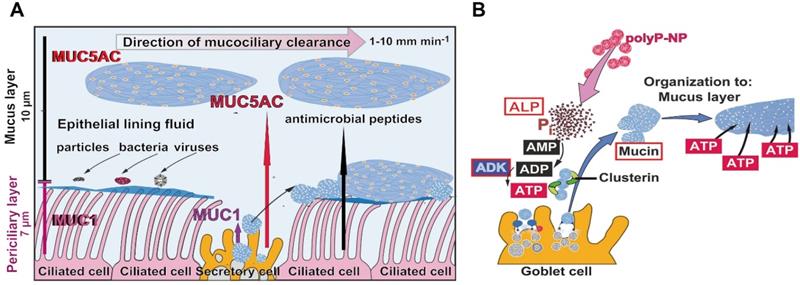 Theranostics Image