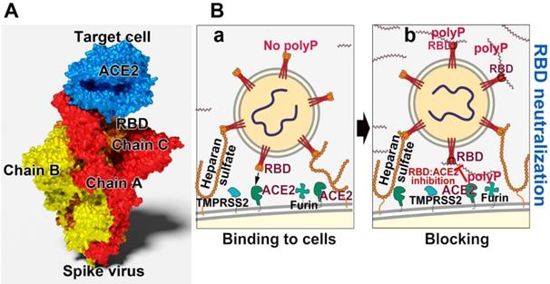 Theranostics Image