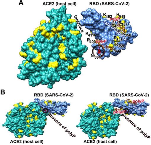 Theranostics Image