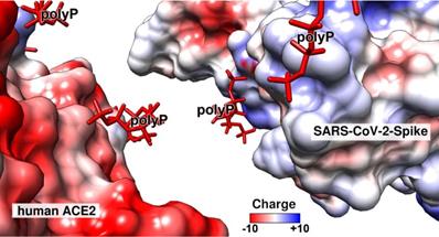 Theranostics Image